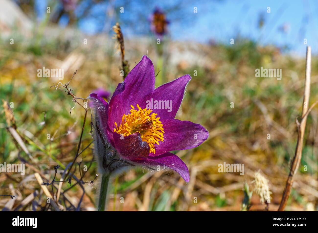 Close up at a Pasque flower on a meadow in springtime Stock Photo