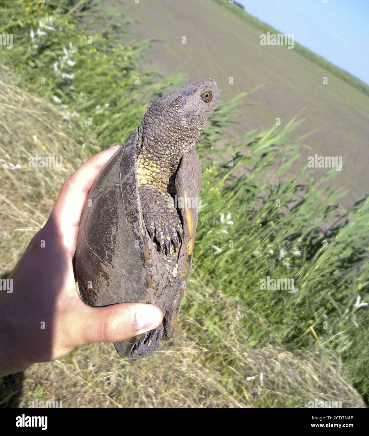 Turtle habitat hi-res stock photography and images - Alamy