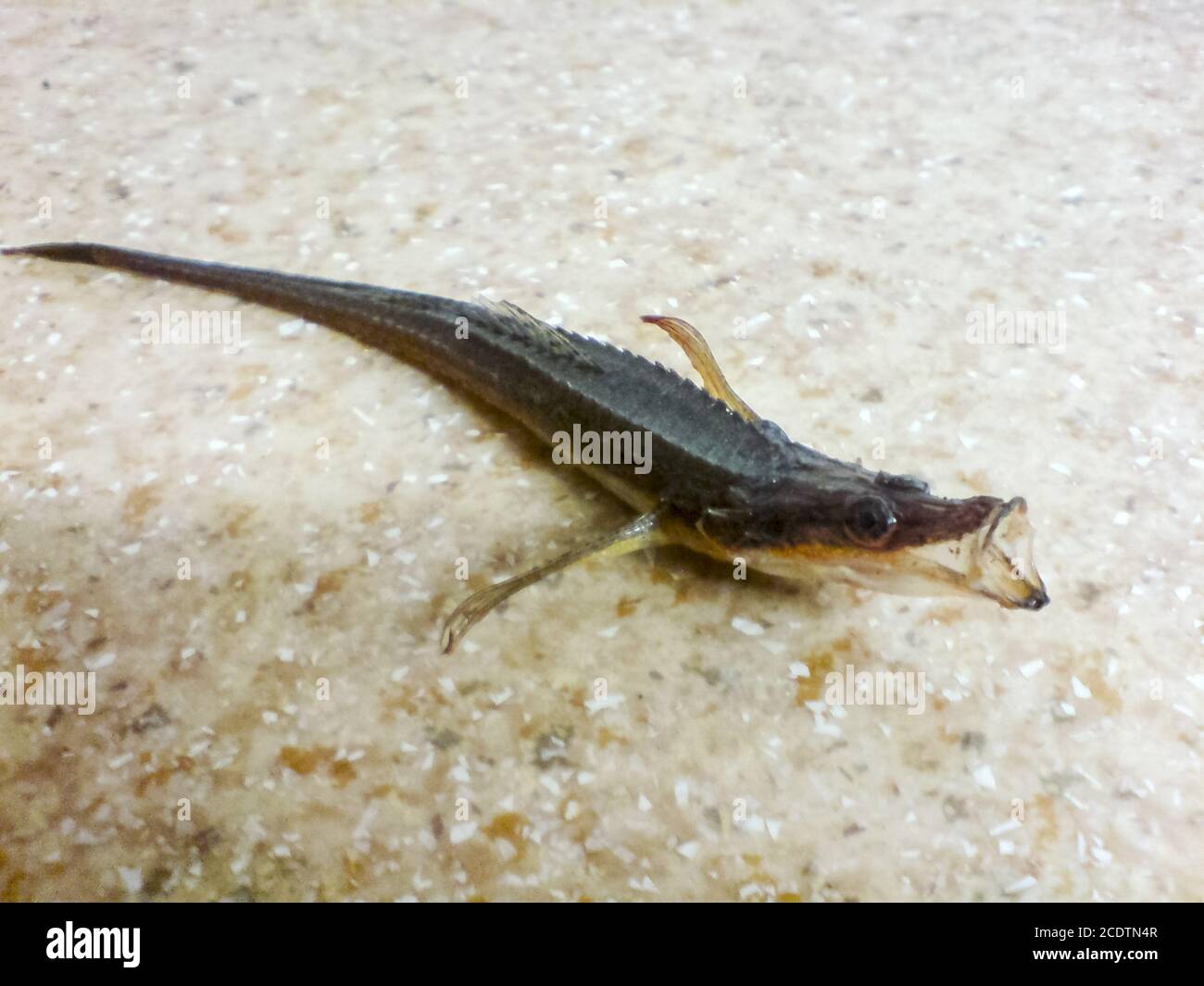 Fish needle. thin fish in the black sea. Stock Photo