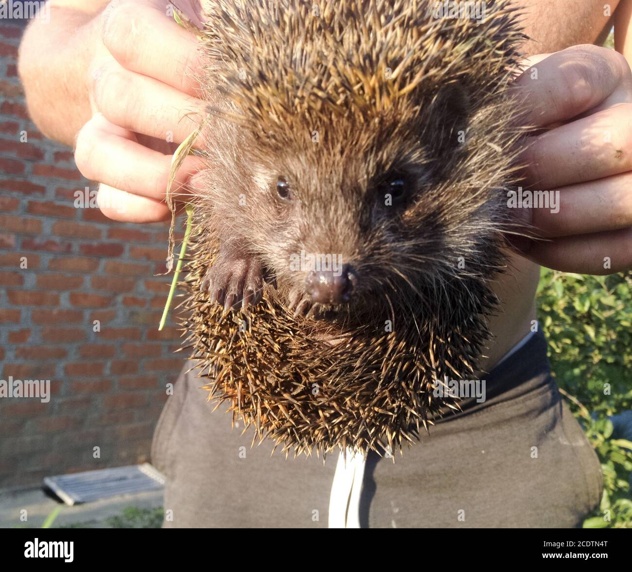 Hedgehog. The prickly mammal is a hedgehog. Stock Photo