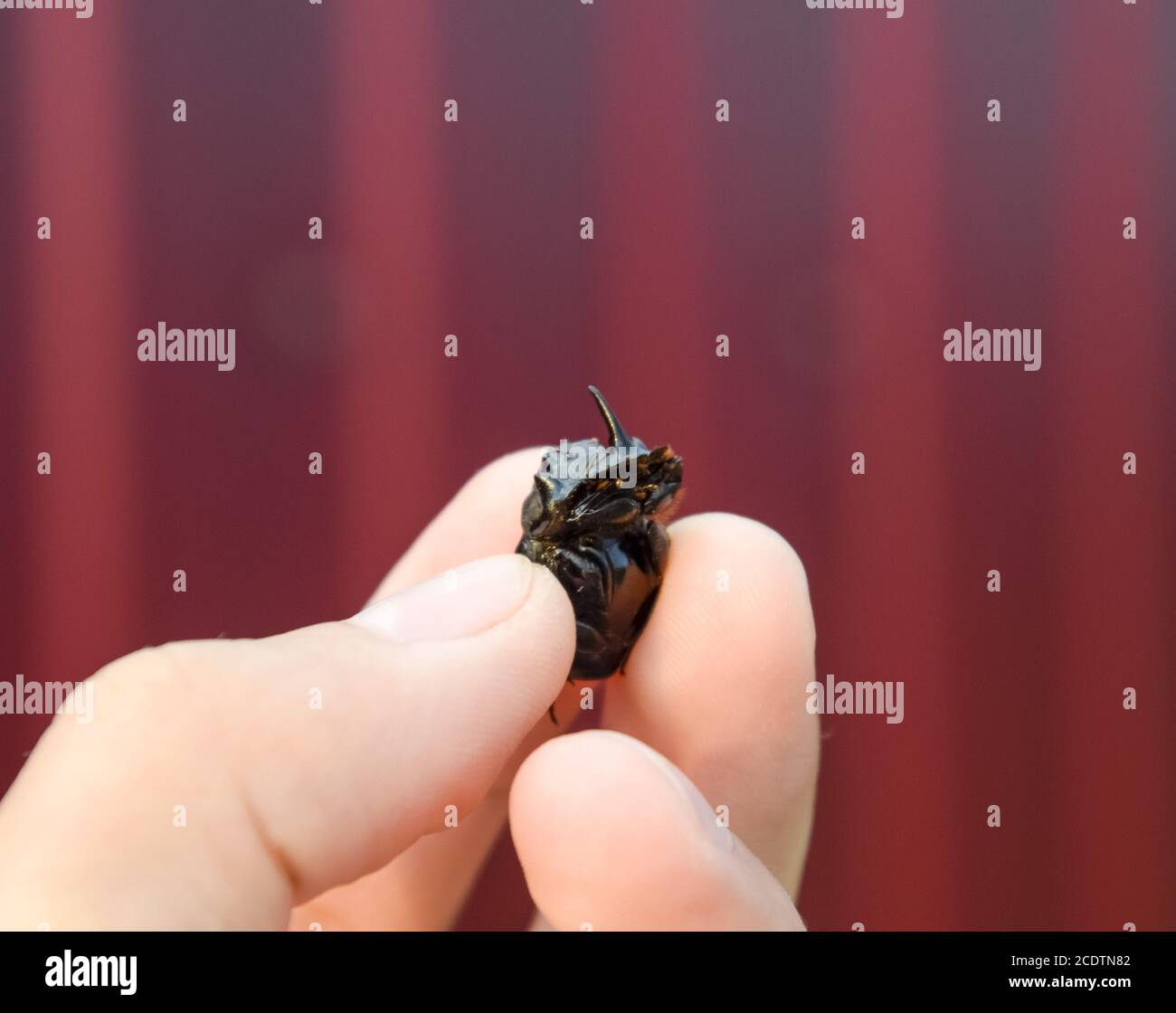 Rhinoceros beetle. A rhinoceros beetle in the fingers of a human hand. Small rhinoceros beetles Stock Photo