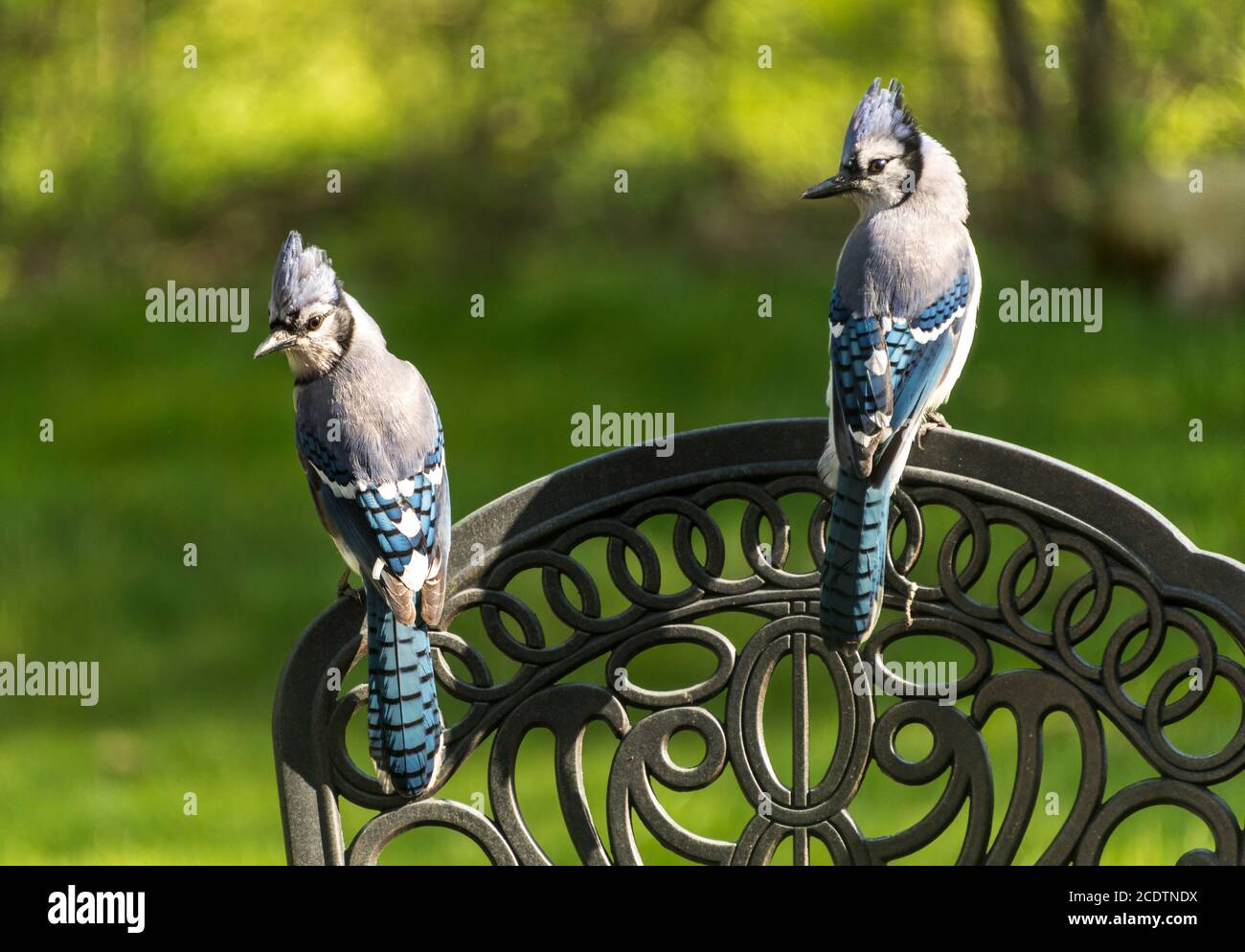 Blue Jay on wrought iron chair. Stock Photo