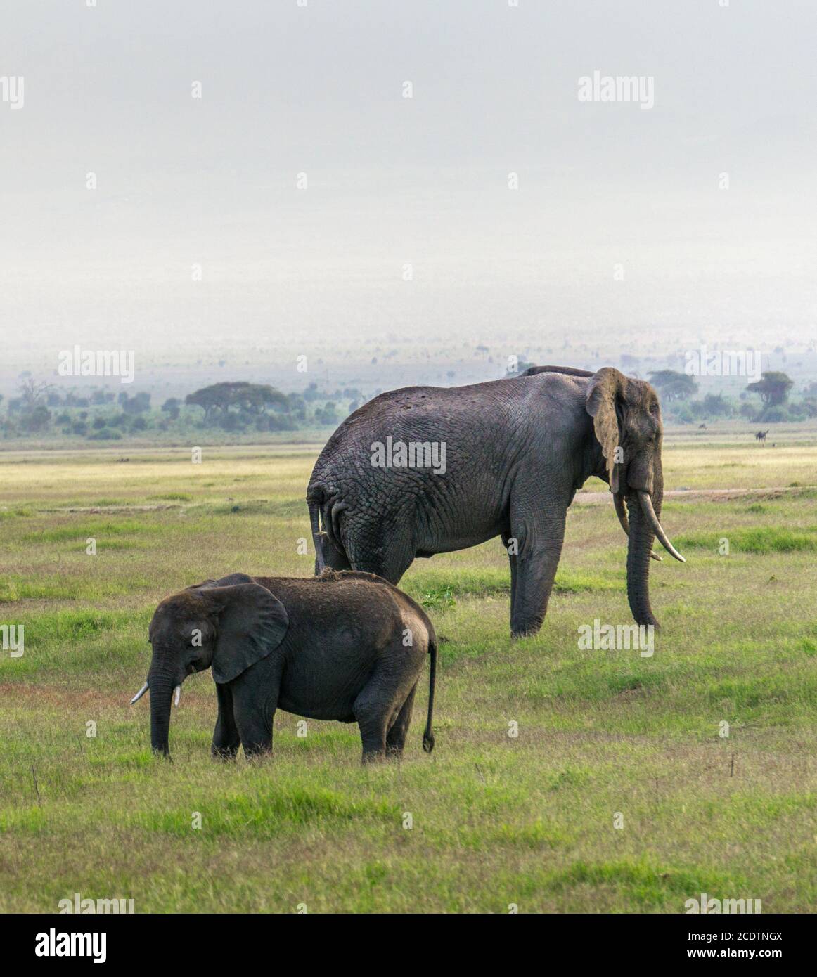 Small elephant hi-res stock photography and images - Alamy