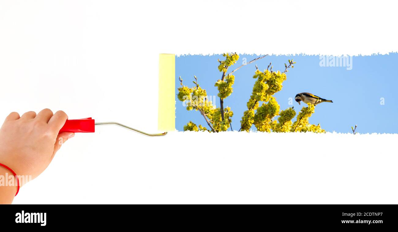 One person painting a goldfinch perching on a branch on a white wall with a roller brush Stock Photo