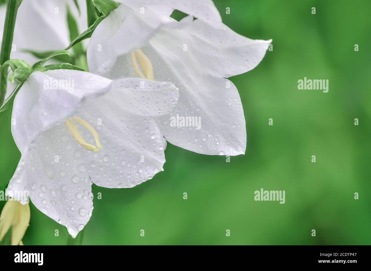 Delicate white campanula flowers with water droplets of dew Stock Photo