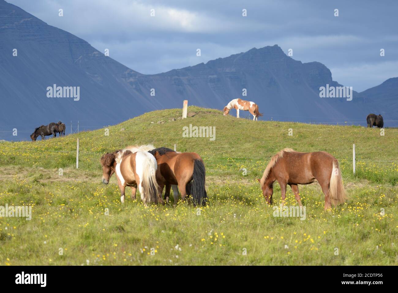 Island ponys hi-res stock photography and images - Alamy
