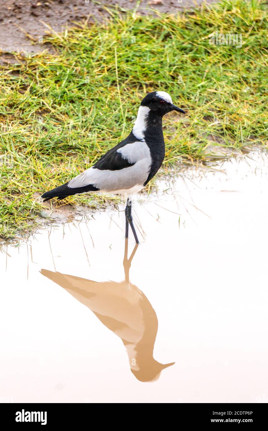 Blackandwhite bird in Kenya Stock Photo