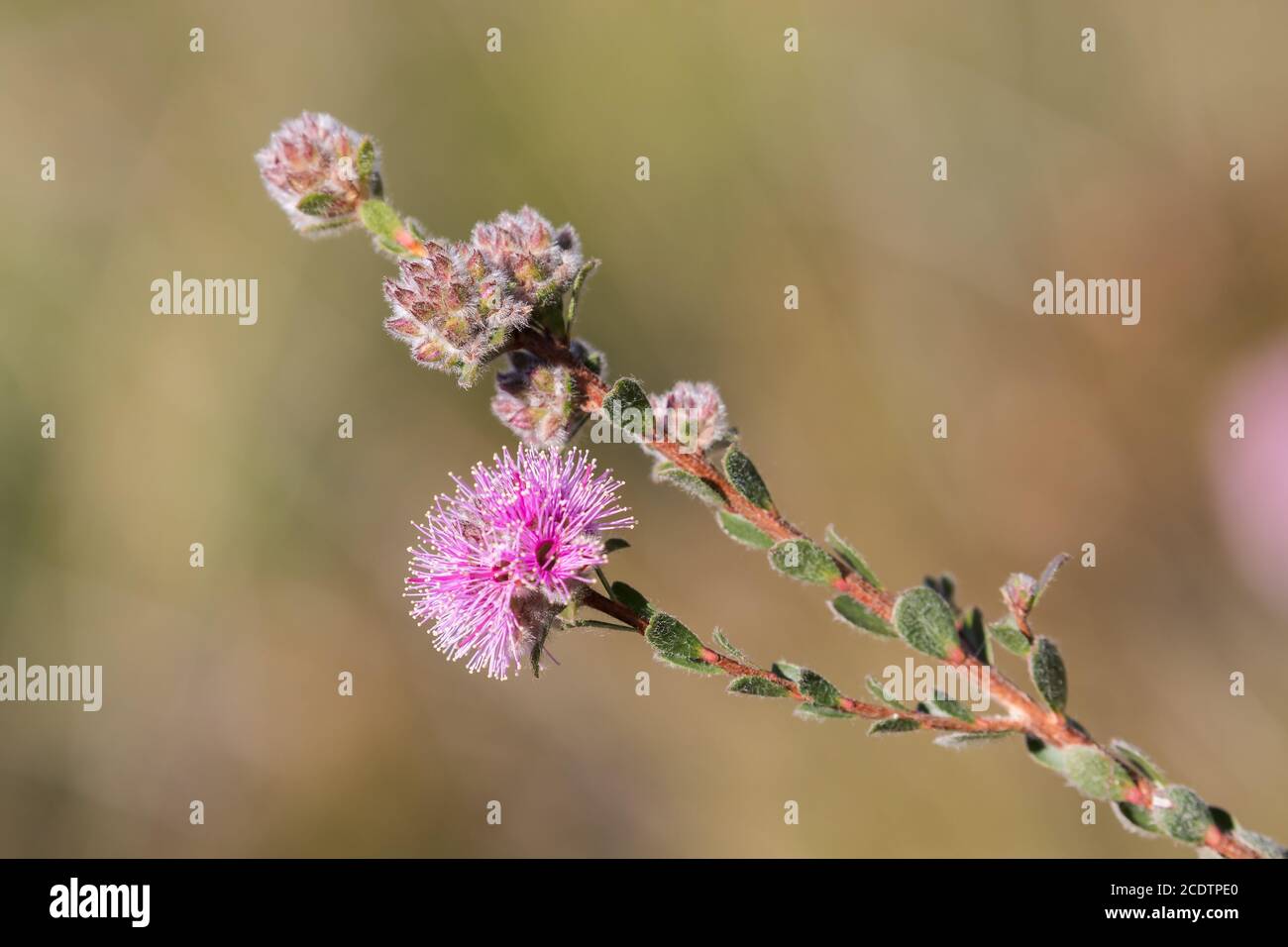 Pink Kunzea plant in flower Stock Photo