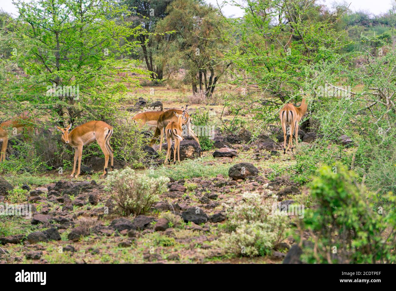 Antelopes in Kenya Stock Photo