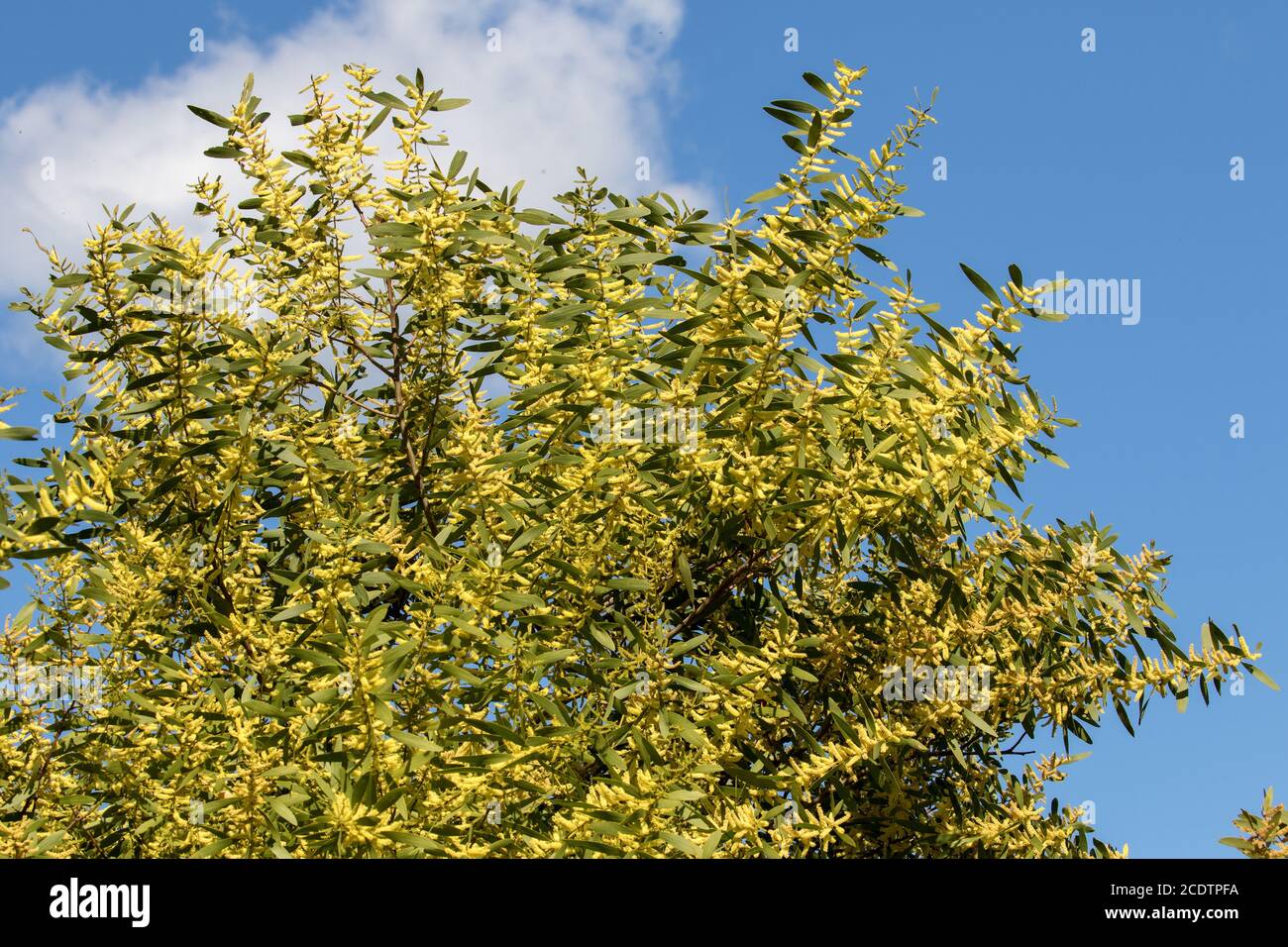 Australian Sydney Golden Wattle Tree in flower Stock Photo