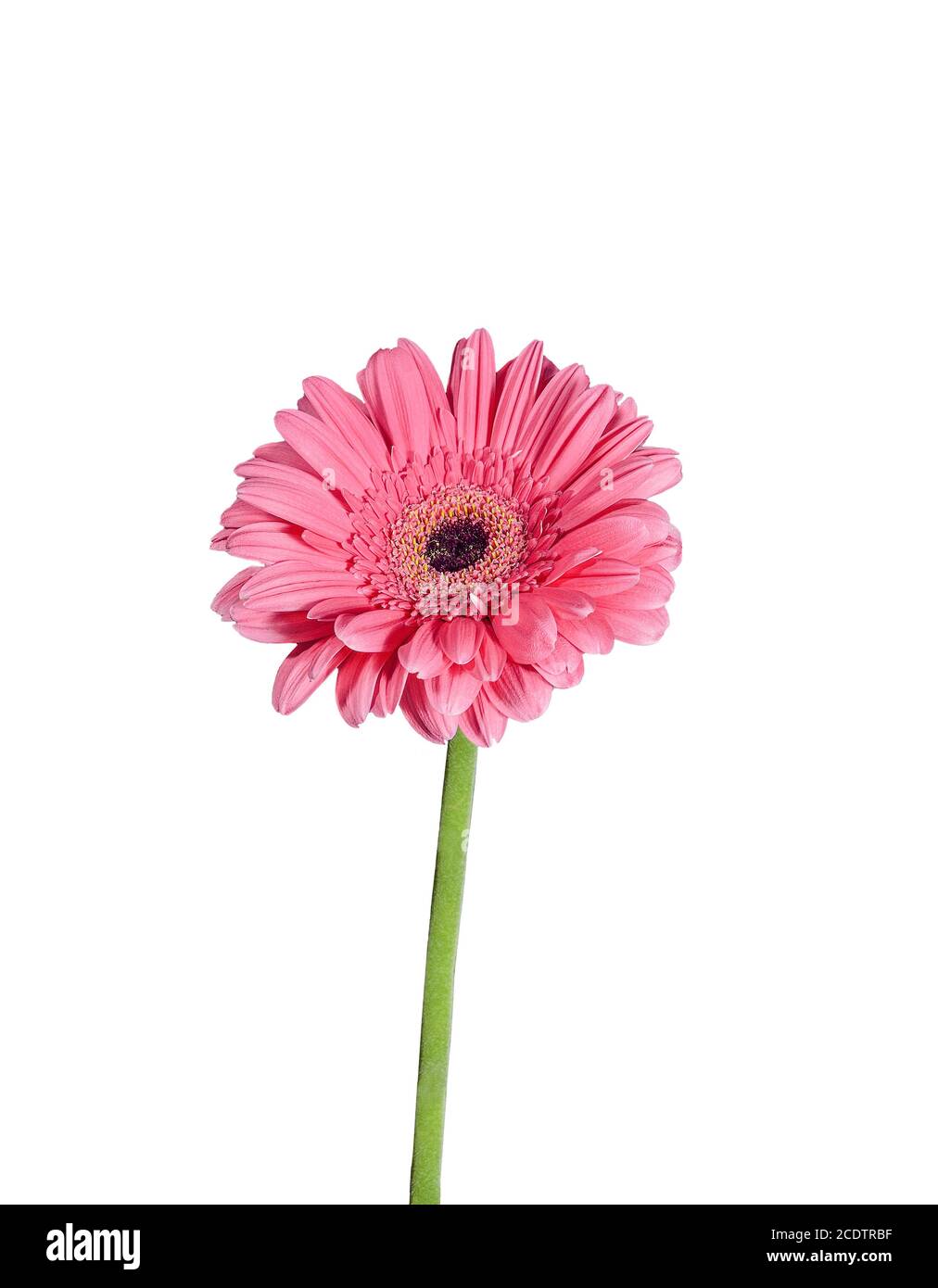 Pink Gerbera flower close up, isolated on a white background Stock Photo