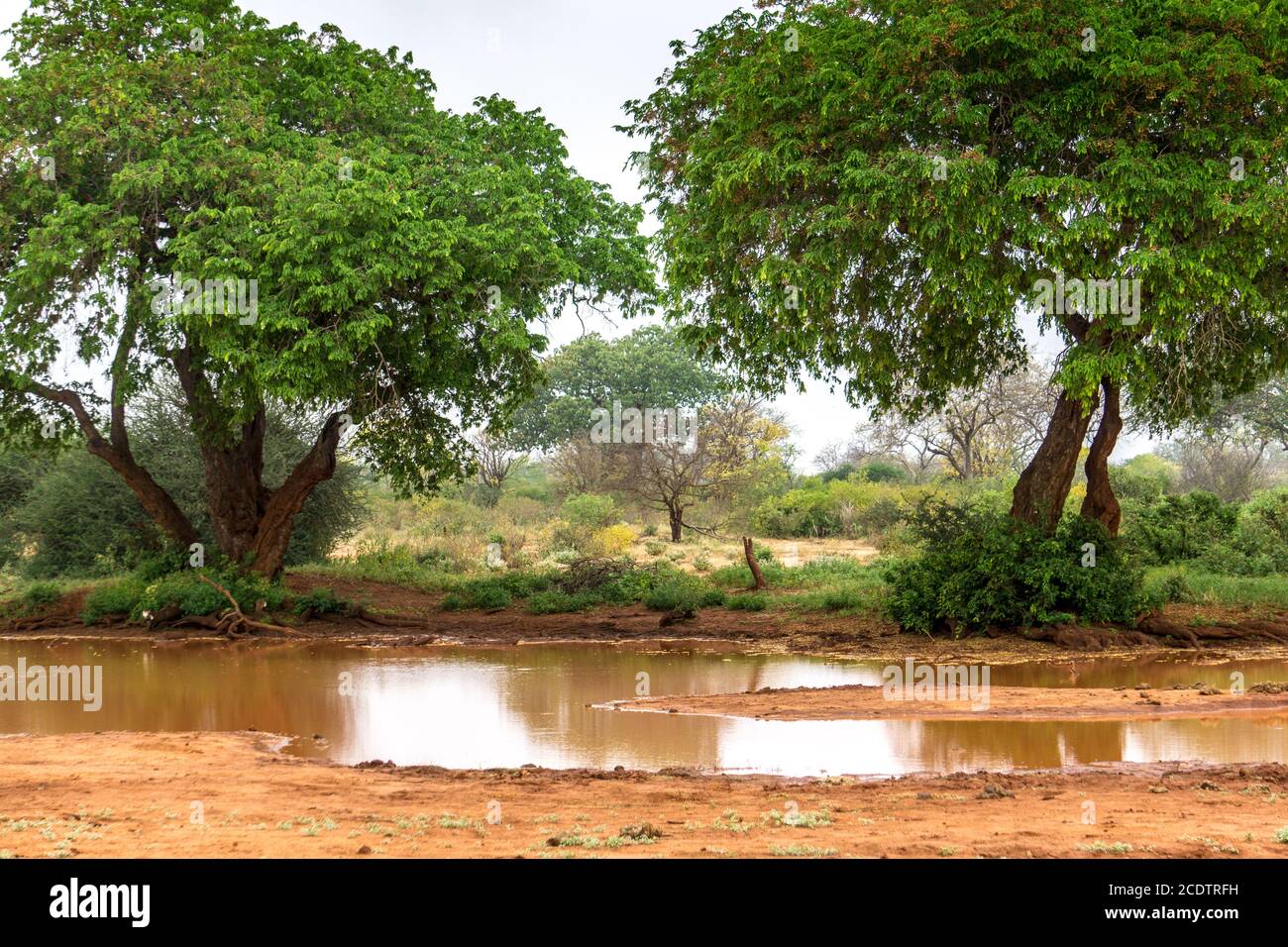 Landscape with trees in Kenya Stock Photo Alamy