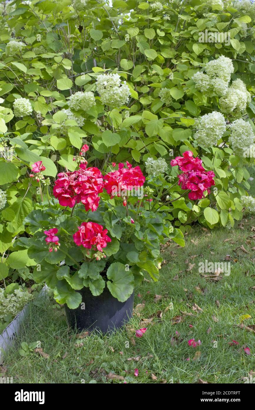 A pot of blooming red geranium is on the grass near the hydrangea bush Stock Photo