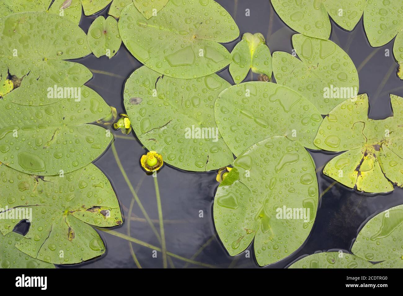 Large green leaves of water lilies on the surface of the lake after rain Stock Photo