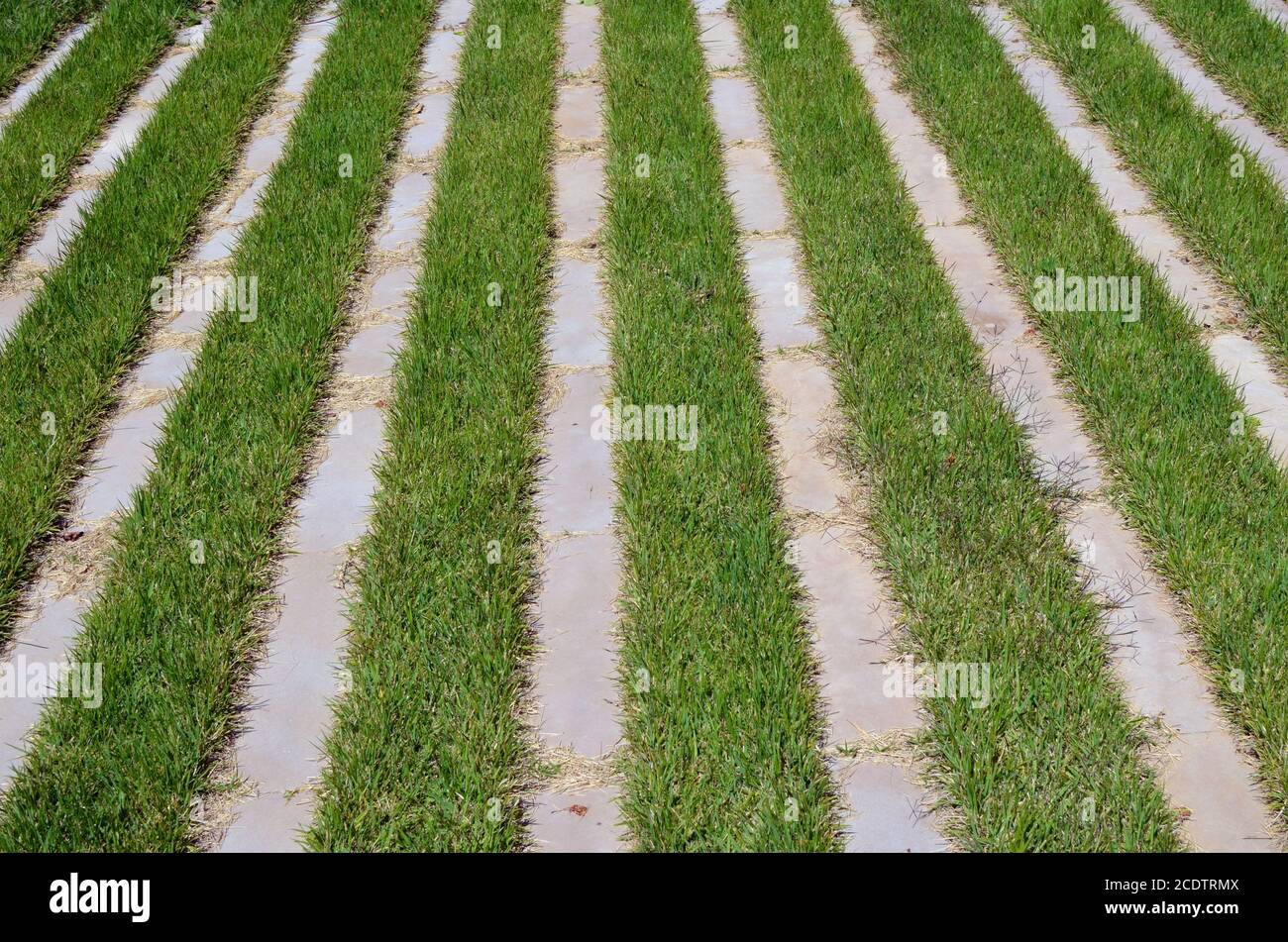 Between the stone slabs grow even long rows of green grass Stock Photo