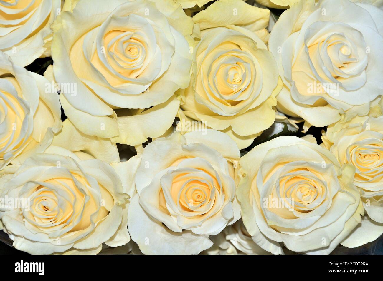 Beautiful floral background with amazing white roses with a yellow tint Stock Photo
