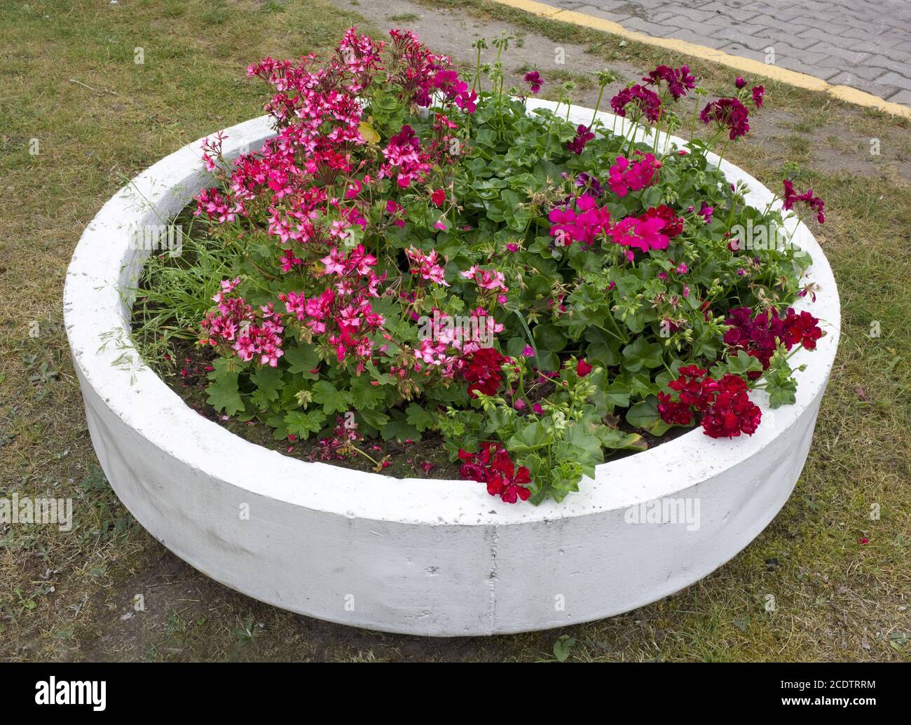 The street flowerpot for geraniums is made of a concrete ring Stock Photo