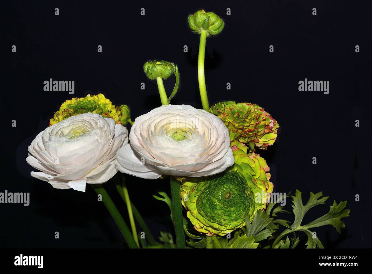 Bouquet of gentle ranunculus asiaticus flowers on a black background Stock Photo