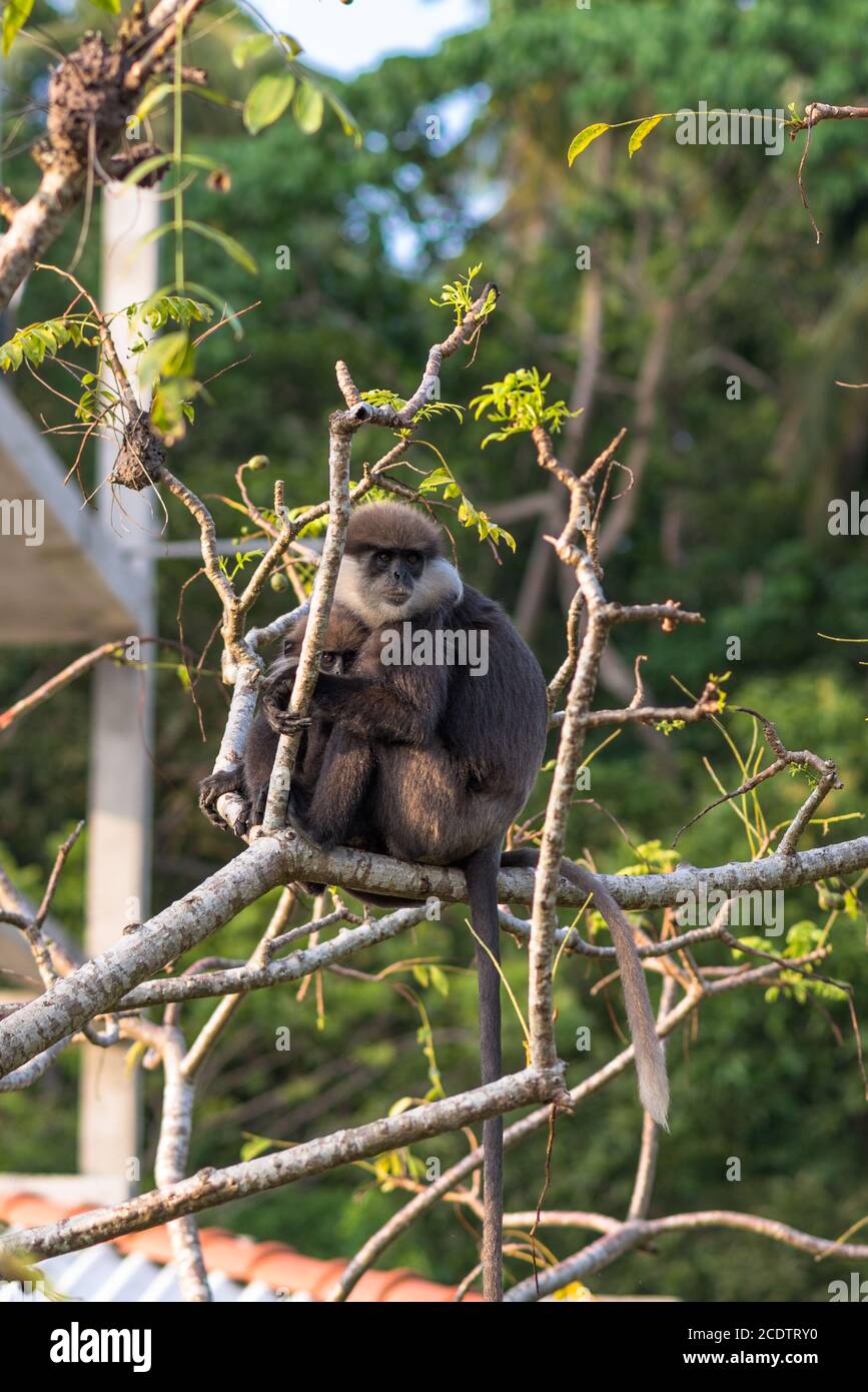 Macaco Chimpanzé Na Selva Do Sri Lanka, África Imagem e Fotografia  Gratuitas 199666496.