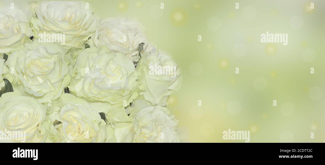 Fresh white roses with light green tint close up - background Stock Photo