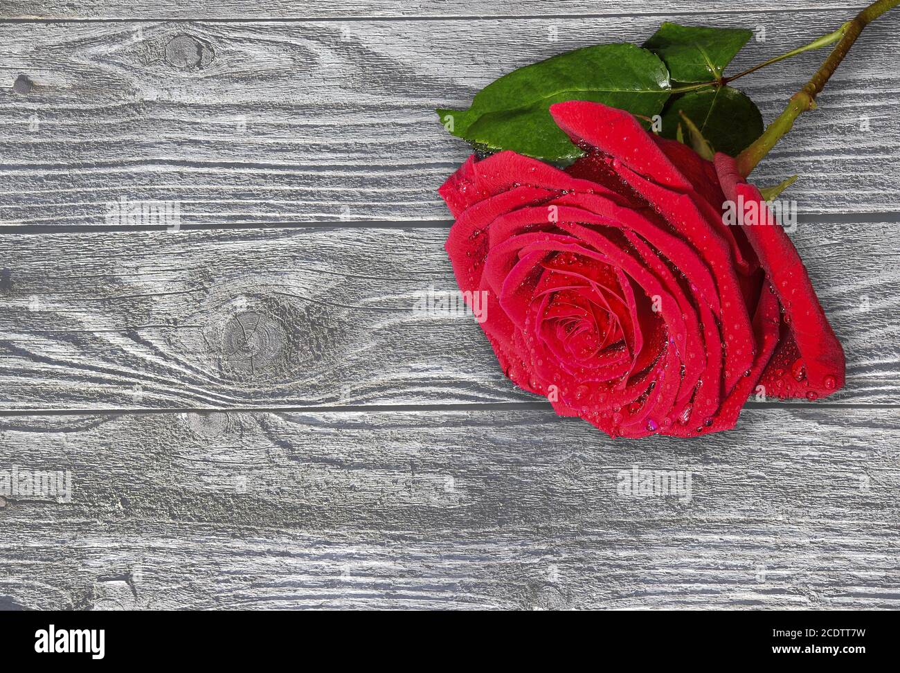 Wet red rose hi-res stock photography and images - Alamy
