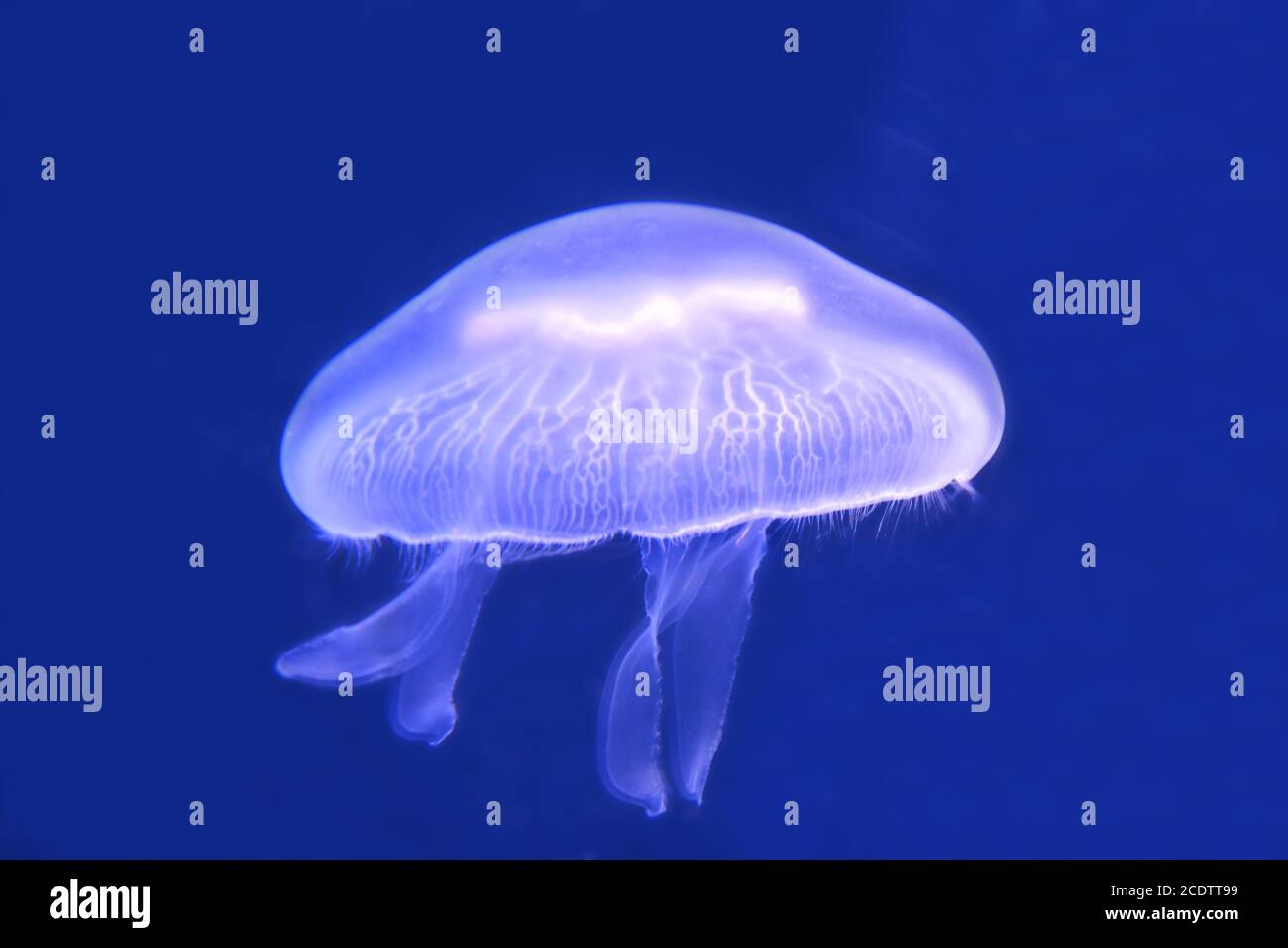 Lichtreize hires stock photography and images Alamy