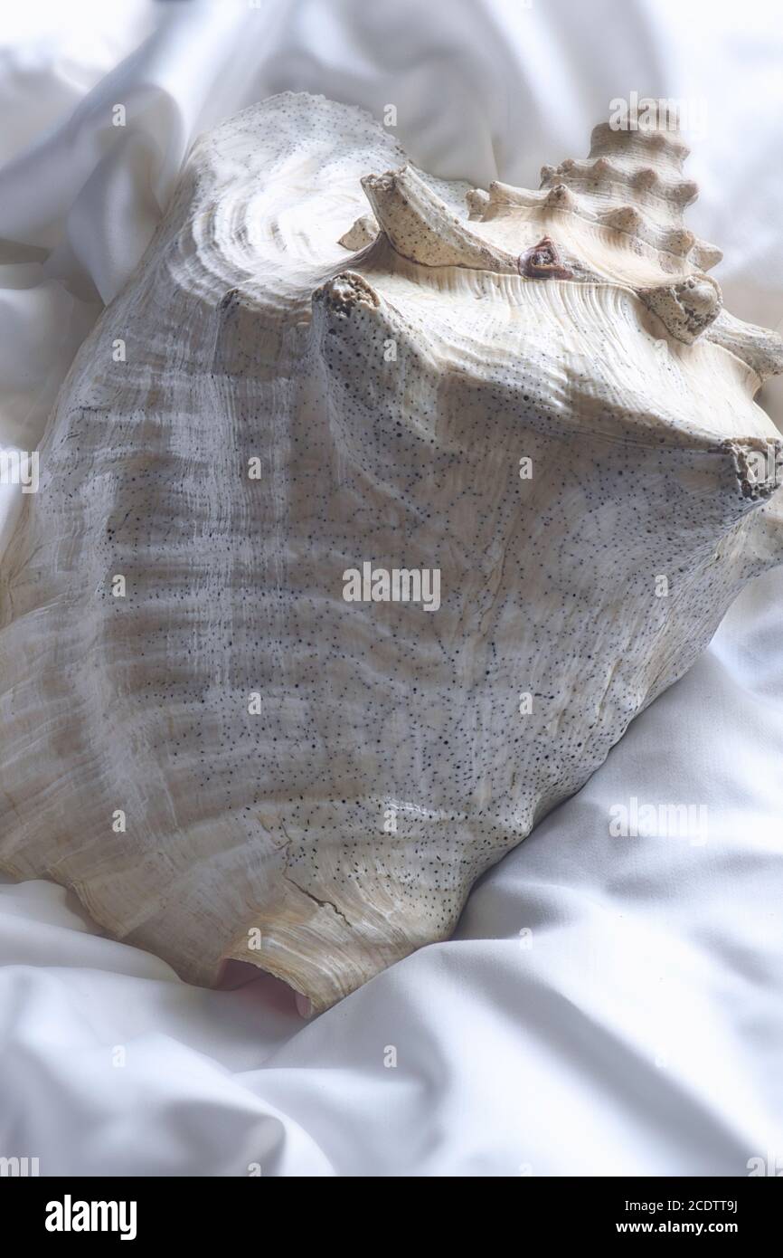 Closeup of a large queen conch shell (Aliger gigas) Stock Photo