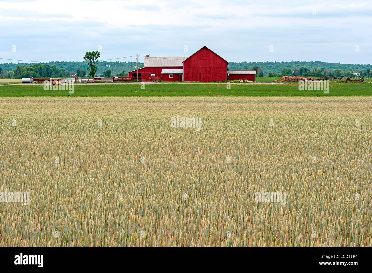 Red barn and fields of crops Stock Photo