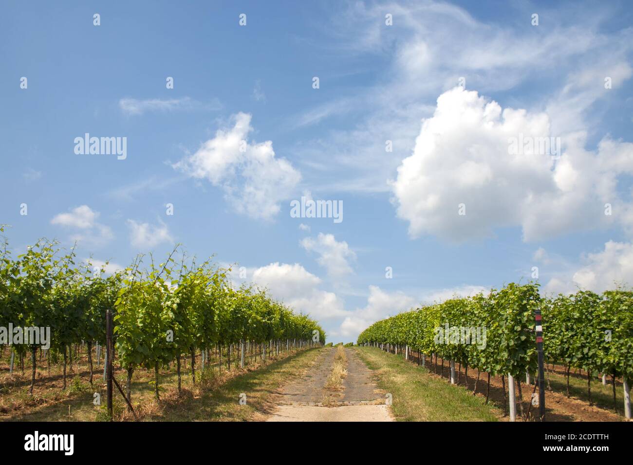 Dirt road between vines Stock Photo