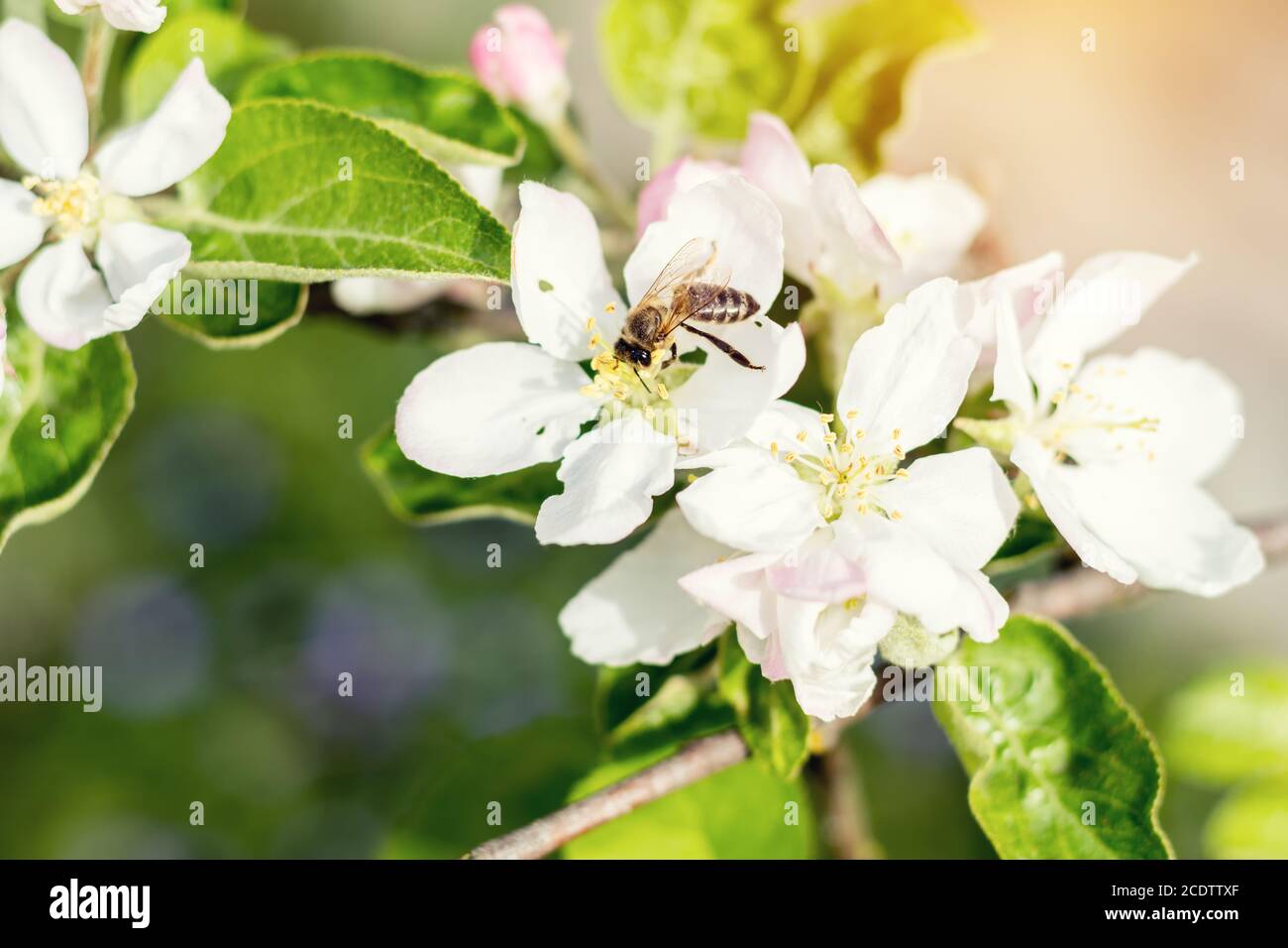 Bee collects nectar and flies. Apple tree blooming on the springtime Stock Photo