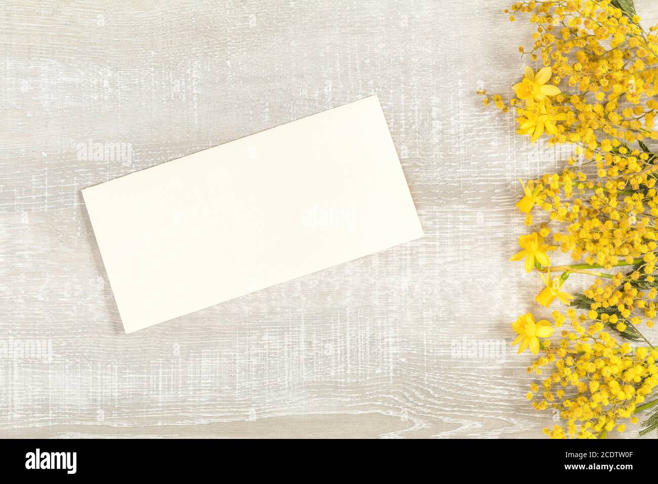 Mimosa and yellow daffodils on a light wooden surface Stock Photo