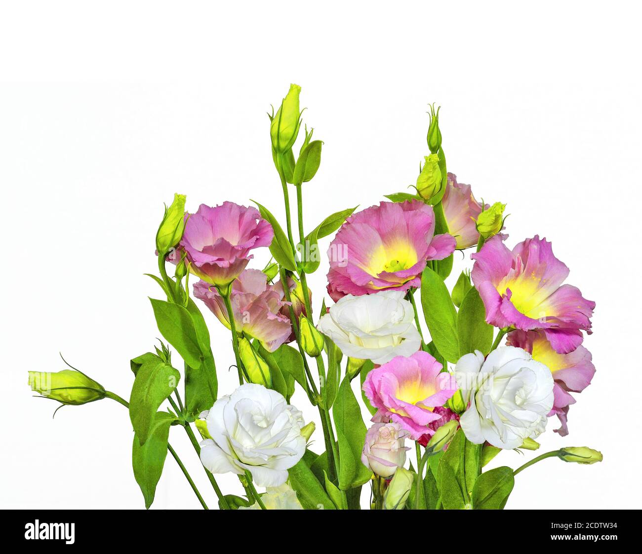 Bouquet of tender pink with yellow and white Eustoma (Lisianthus) flowers Stock Photo