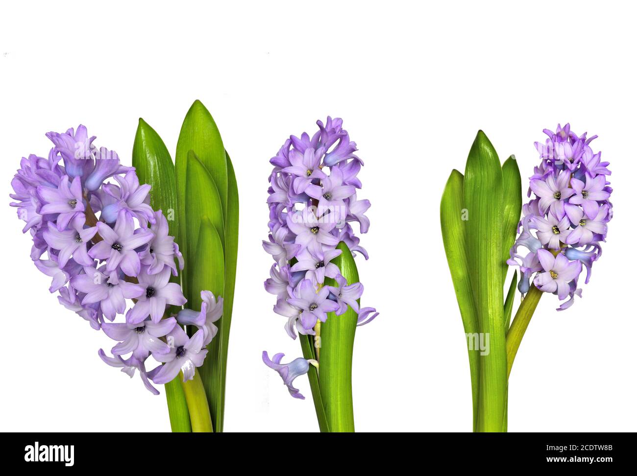 Three flowering lilac hyacinth flowers close up  on white background isolated Stock Photo