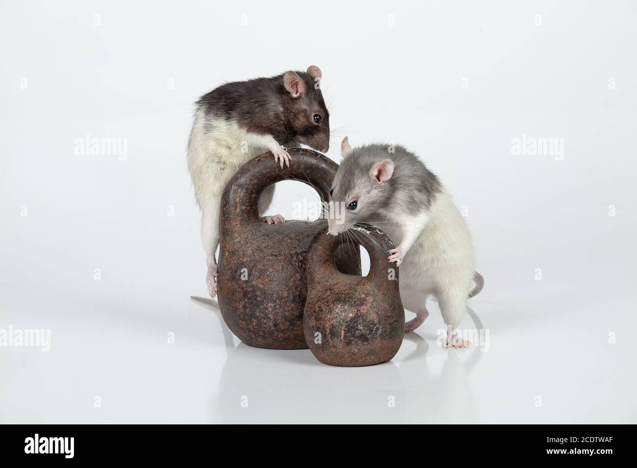 Two rats and two old weights on an isolated studio background Stock Photo