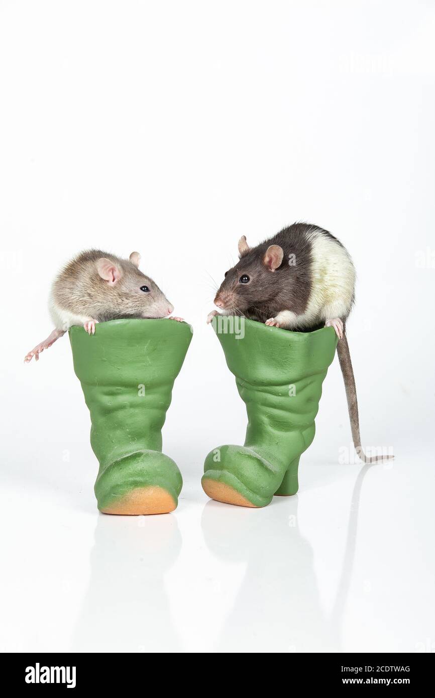 Two rats and toy ceramic boots on an isolated studio background Stock Photo