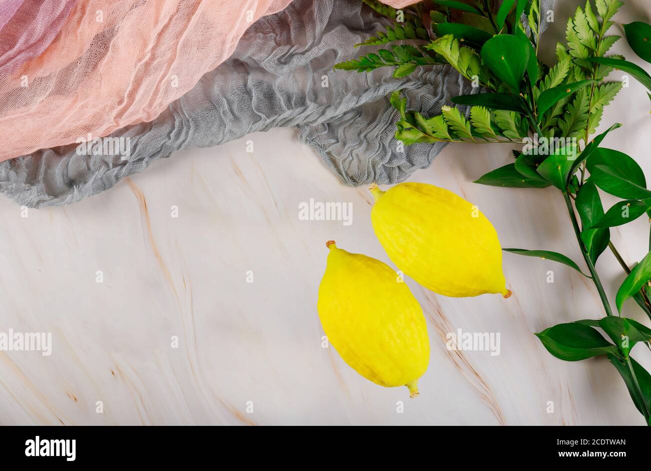 Religious Jews choose etrog fruit traditional of ritual plants on the eve of Sukkot. Stock Photo