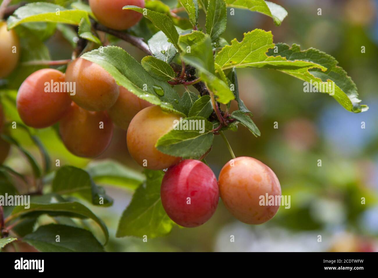 Mirabelles on the tree (Prunus domestica subsp. Syriaca) Stock Photo