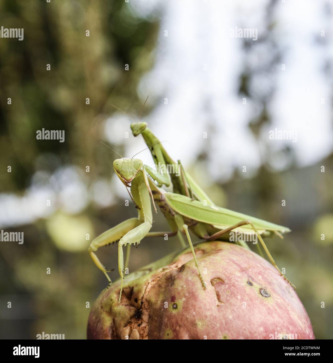 Mantis on a red background. Mating mantises. Mantis insect predator. Stock Photo