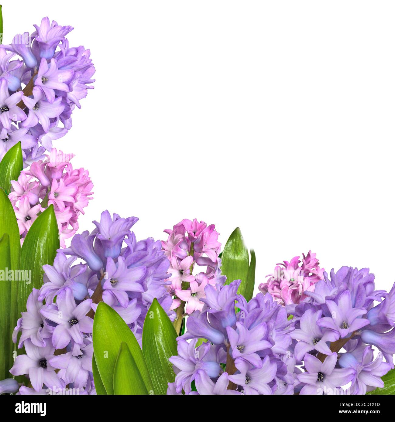 Early spring delicate floral background with lilac and pink hyacinth flowers Stock Photo