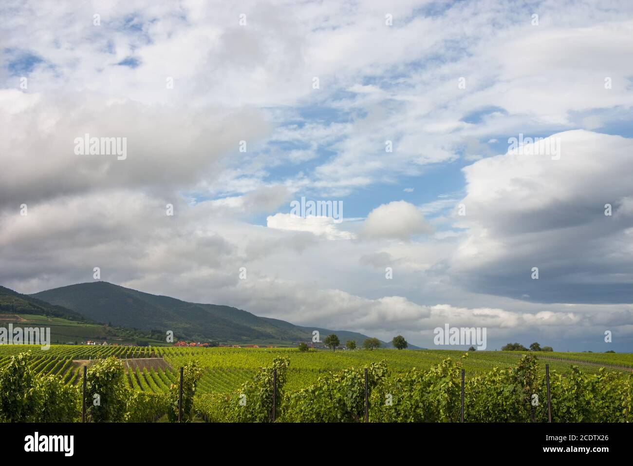 View over vineyards in the Palatinate Forest, Haardtrand Stock Photo