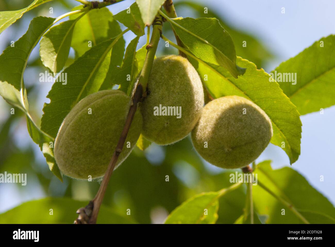 On almond tree hi-res stock photography and images - Alamy