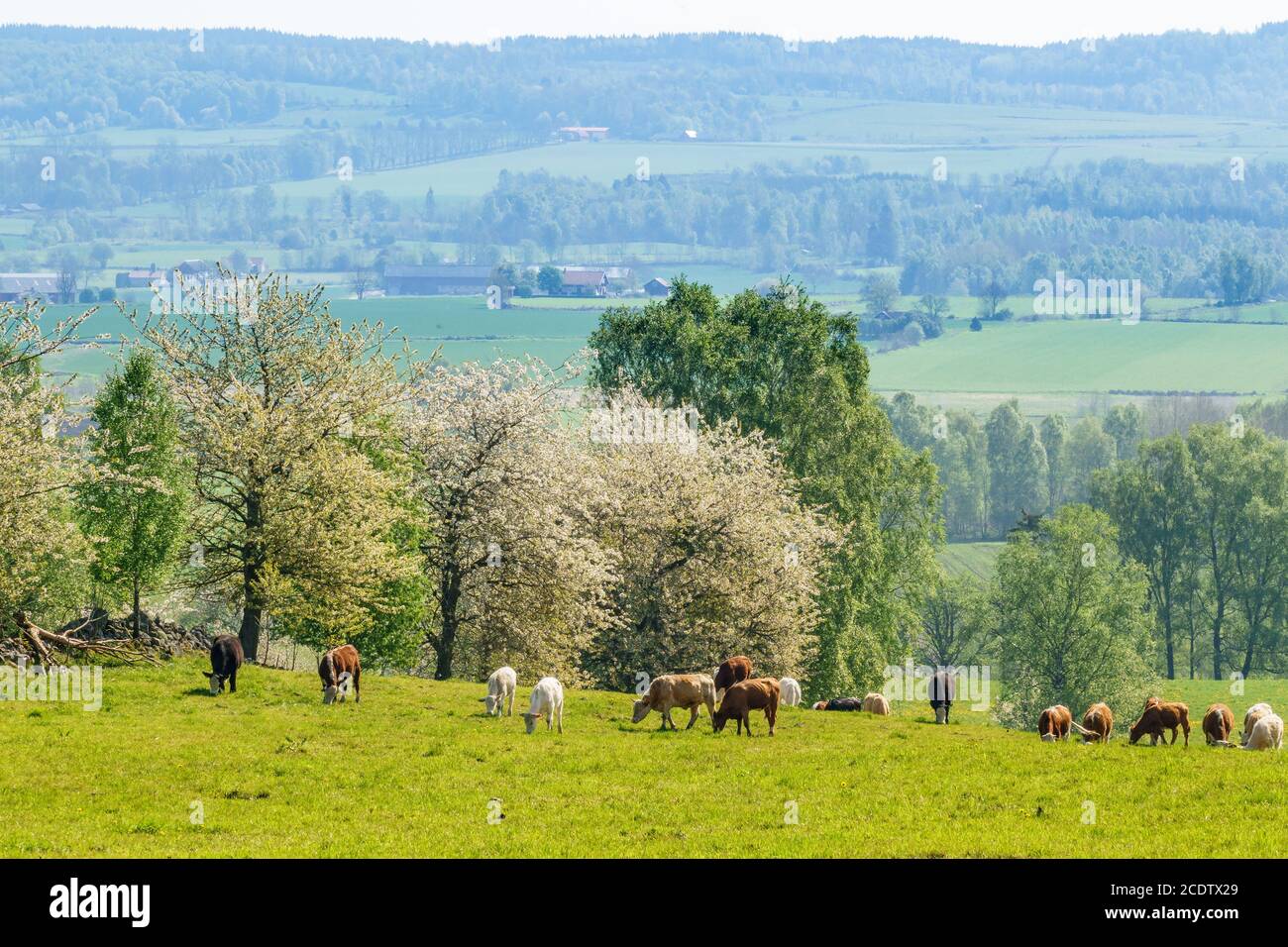 Grazing cows on a meadow in the spring with a view of the landscape Stock Photo