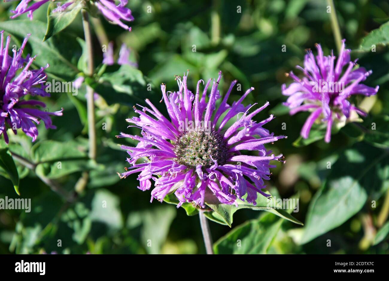 Montana state flower hi-res stock photography and images - Alamy