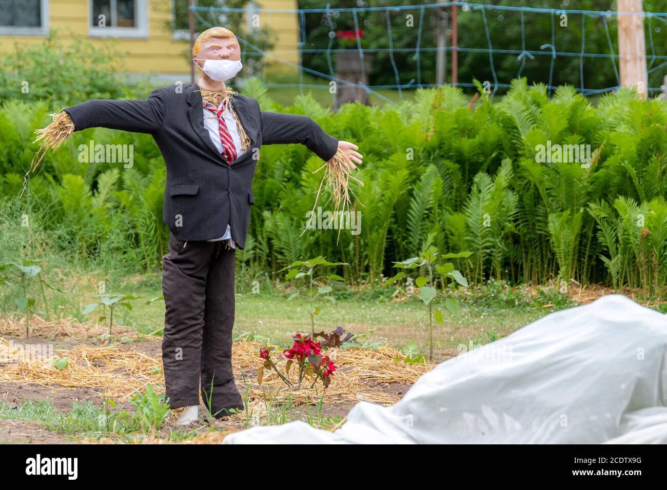 Route 114, NB, Canada - June 30, 2020: A Trump scarecrow stands in a garden. He is wearing a suit with a red stripe tie, and a COVID-19 mask. Stock Photo