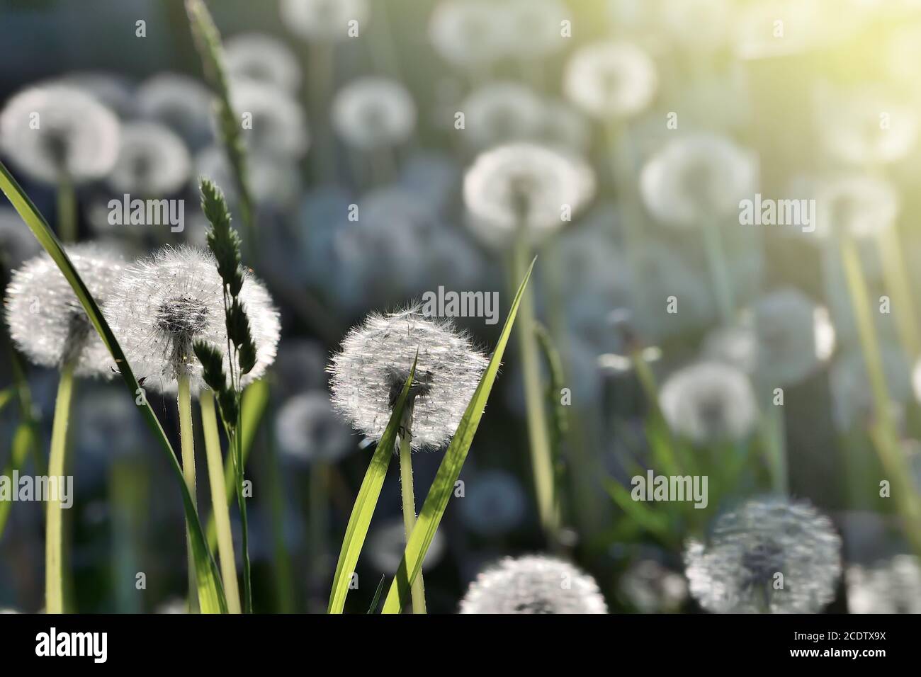 Romantic spring background with dandelions in sunlight - selective focus Stock Photo