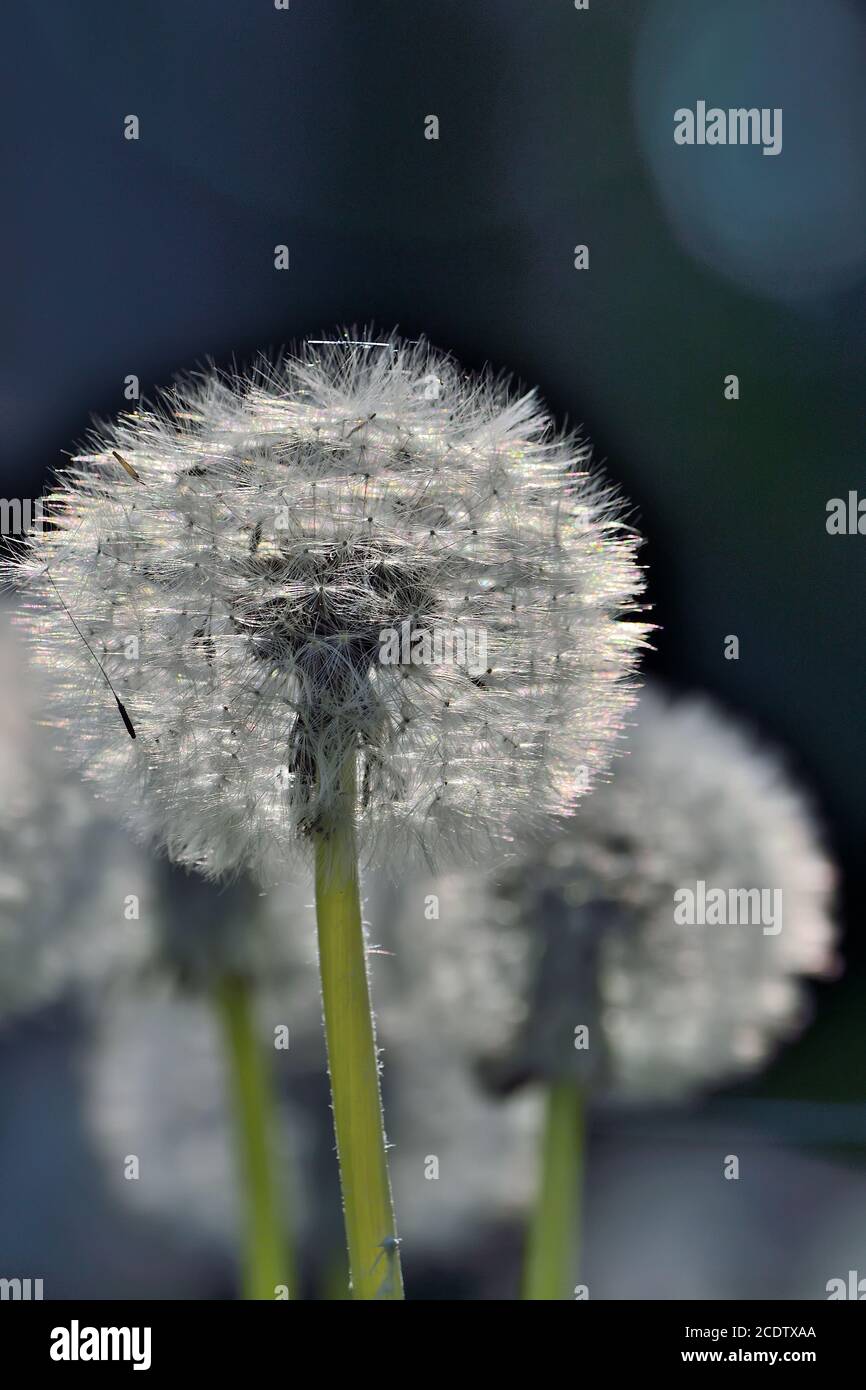 Romantic spring background with dandelions in sunlight - selective focus Stock Photo