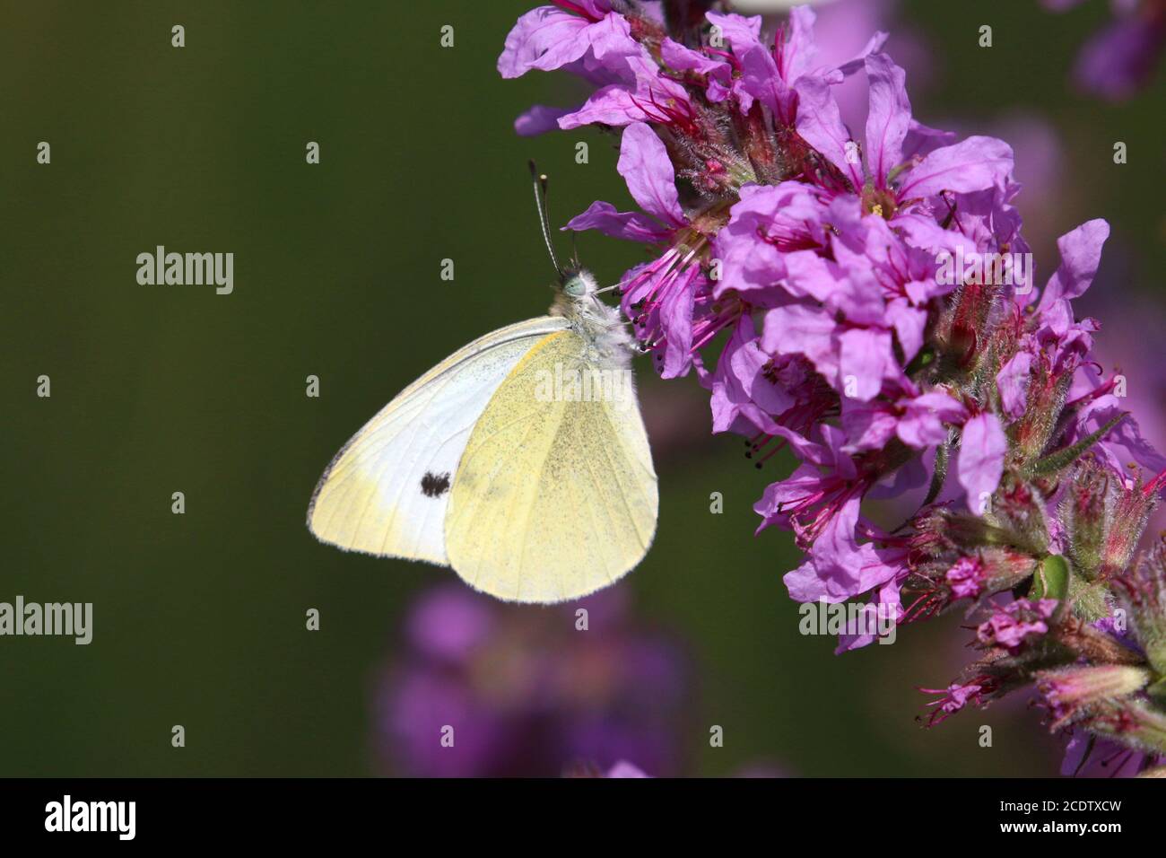 Monarch butterfly on flowers Stock Photo - Alamy