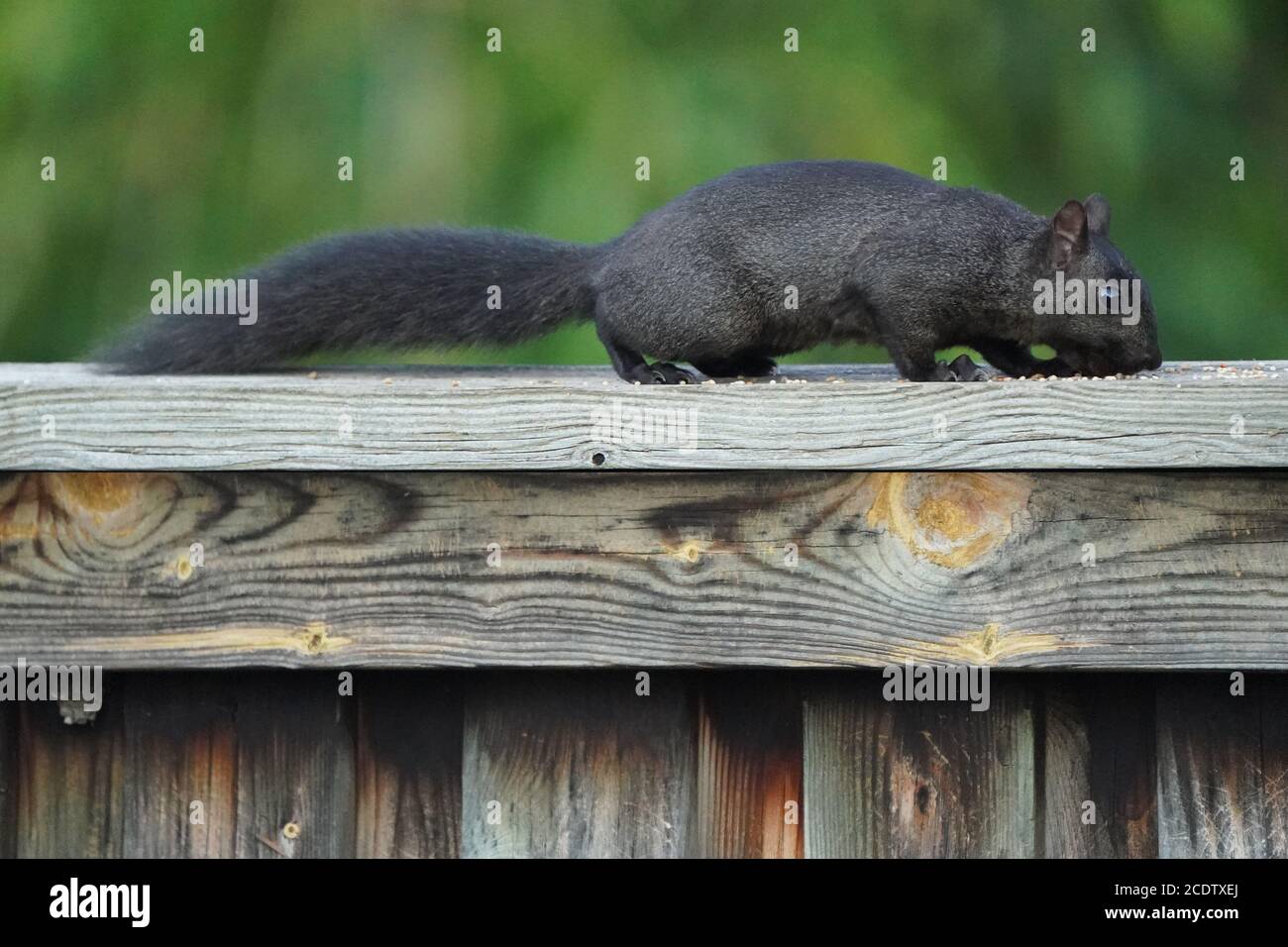 Eastern Grey Squirrels in grass in summer Stock Photo