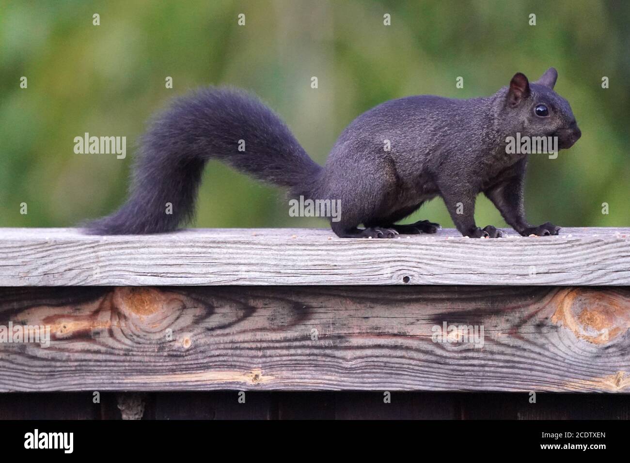 Eastern Grey Squirrels in grass in summer Stock Photo