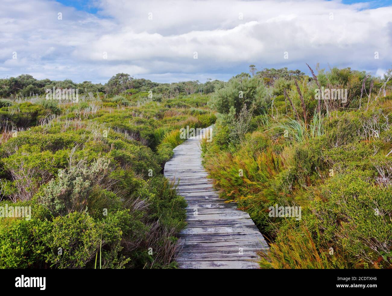 Boardwalk in beautiful wet land landscape Stock Photo